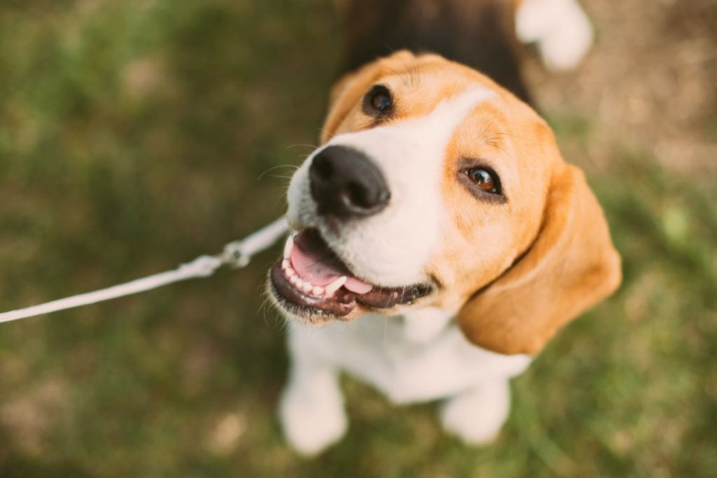fröhlicher beagle hund an hundeleine